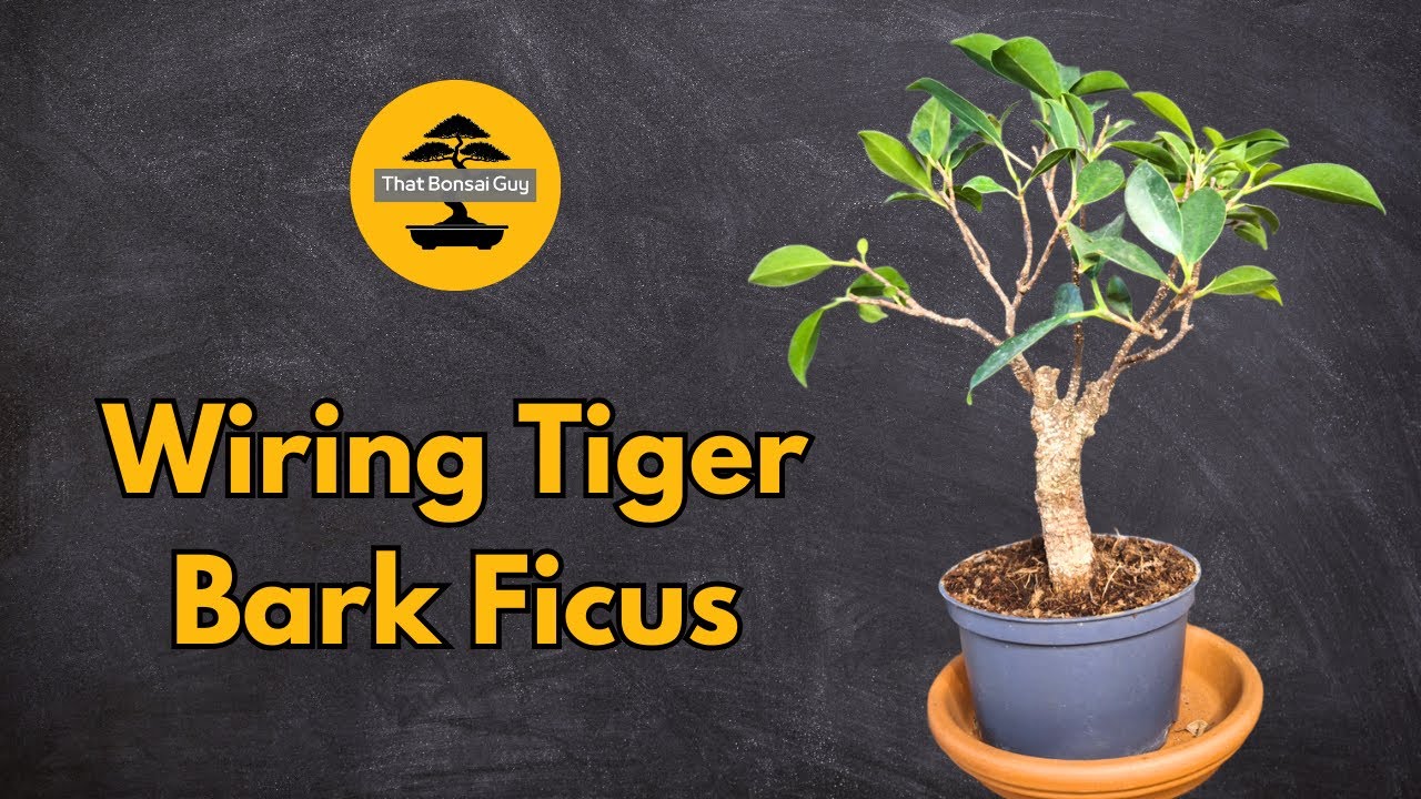 Wiring the Tiger Bark Ficus