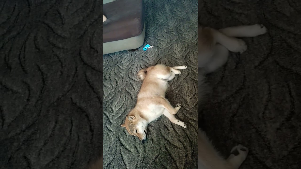 ВСЕГДА бы так #сибаину #shiba #самурай #shibainu #dog #тоши #хитоши #котики #сиба #cat #сон