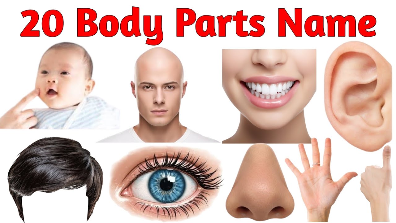 20 शरीर के अंग सीखें बच्चों के लिए | Learn 20 Baby Parts Name for Kids with Pictures and Sound
