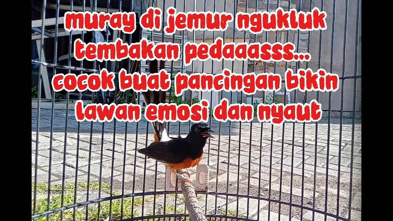 Muray di jemur ngukluk nembak-nembak pedas #tembakanmuraypedas