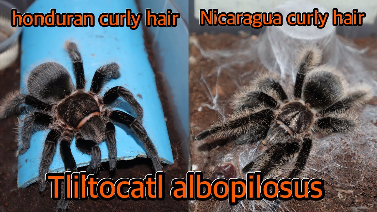 ฮอนดูรันกับนิคารากัว-Honduran curly hair with Nicaragua curly hair/Tliltocatl albopilosus