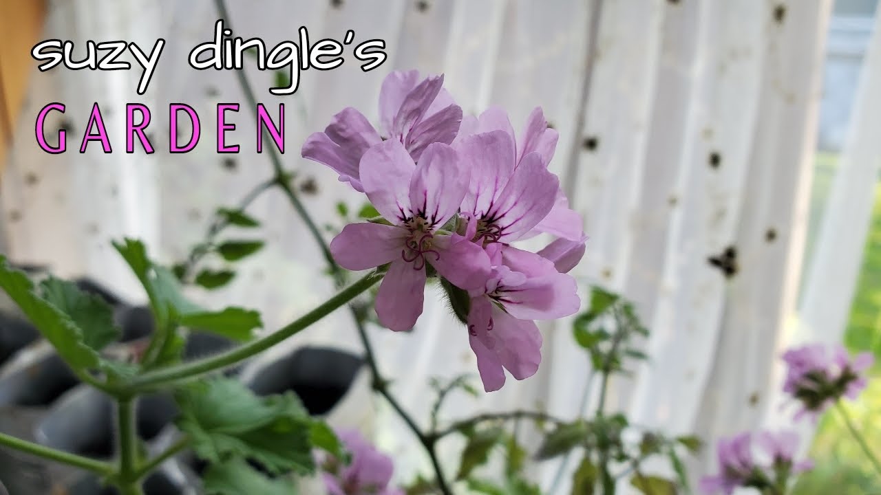 Propagate Scented Geraniums - Great HOMESCHOOL Project