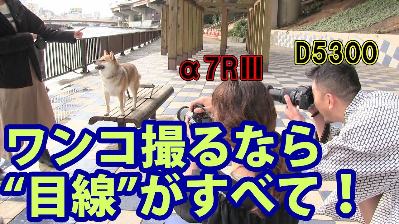 【一眼レフ】ペット撮影は目線がすべて！　段差を使って目線をコントロールしよう　～ペットをかわいく撮ろう！編　第３話～【α7RⅢ】