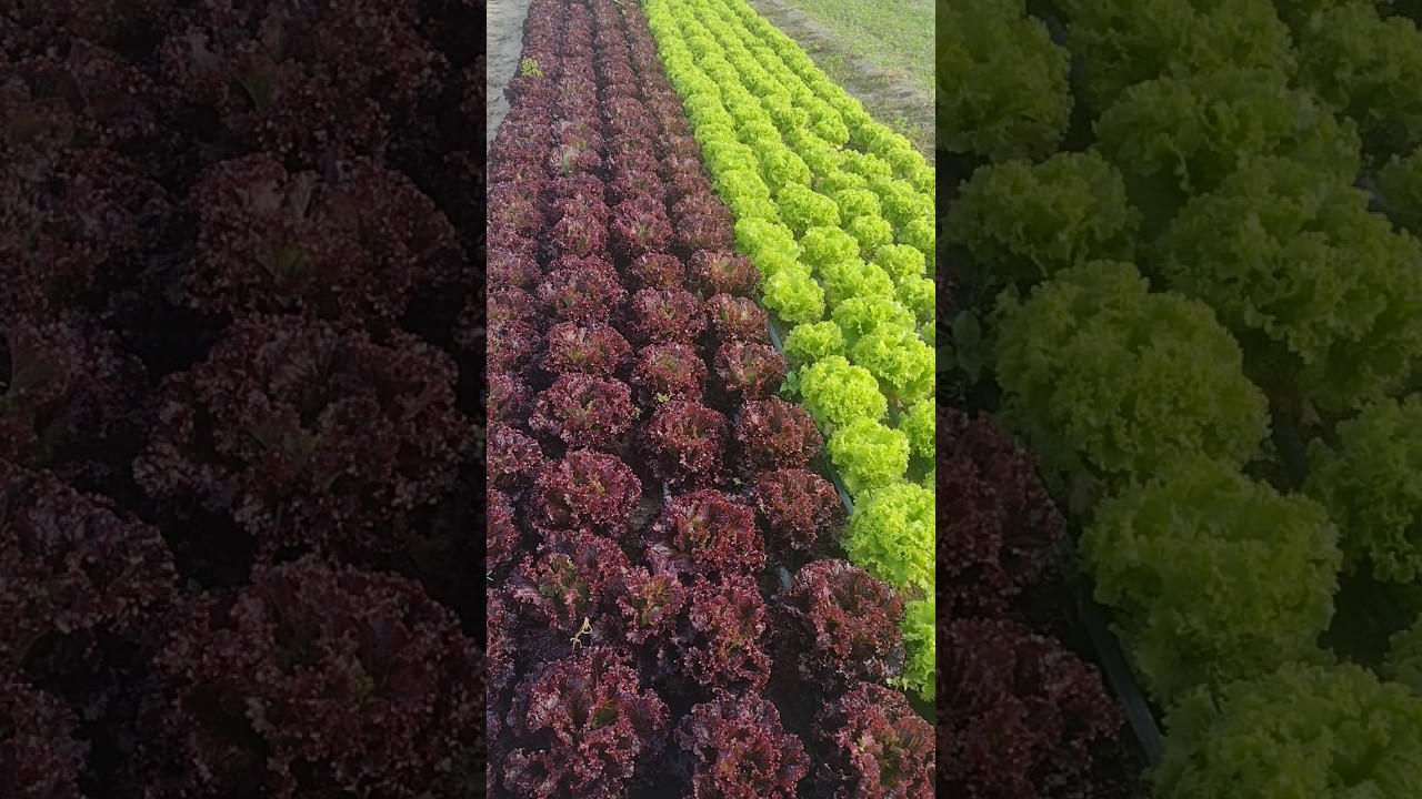 alface roxa #horta #hortali&ccedil;as