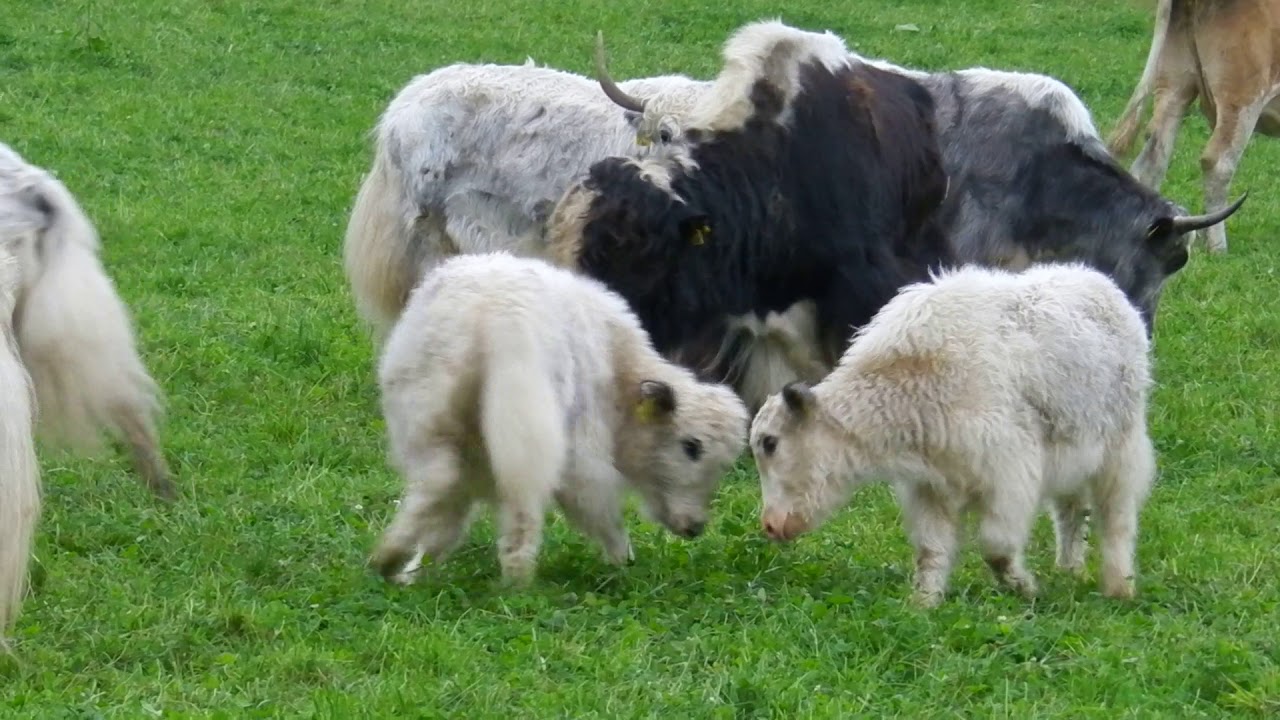 放牧中のヤクと牛　遊ぶヤクの子　Yak & Cow 2013 1007