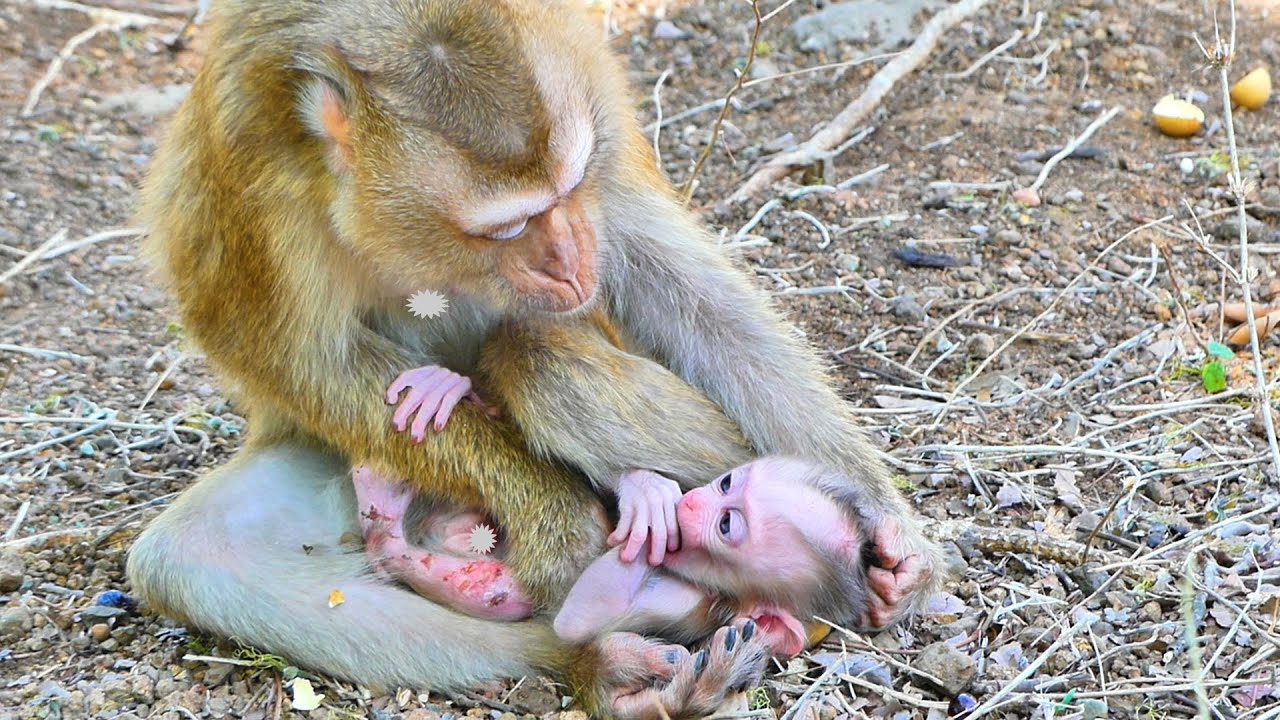 Mommy monkey Sarika makes fun of playing with her baby monkey Saro is amazing.