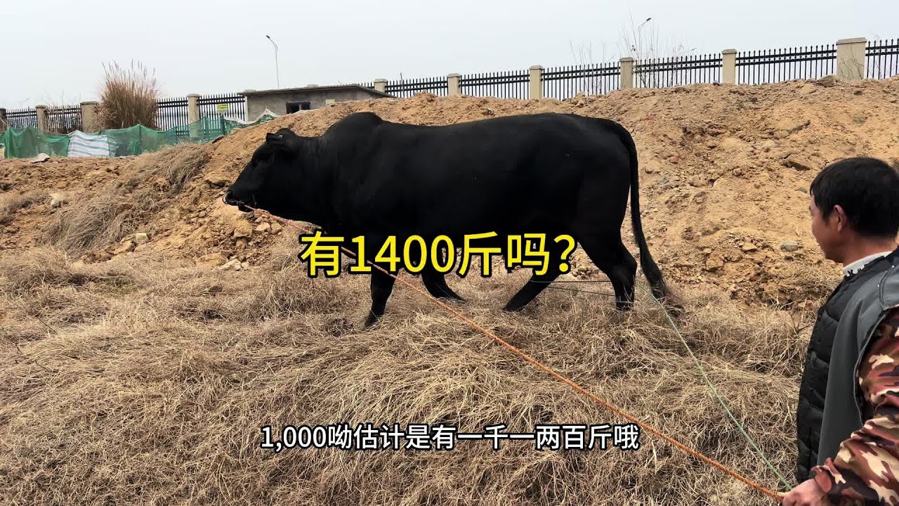 又盘了头千斤大货大叔说有1400斤一过磅有点懵圈。#养牛人 #农村养殖 #农村创业养殖