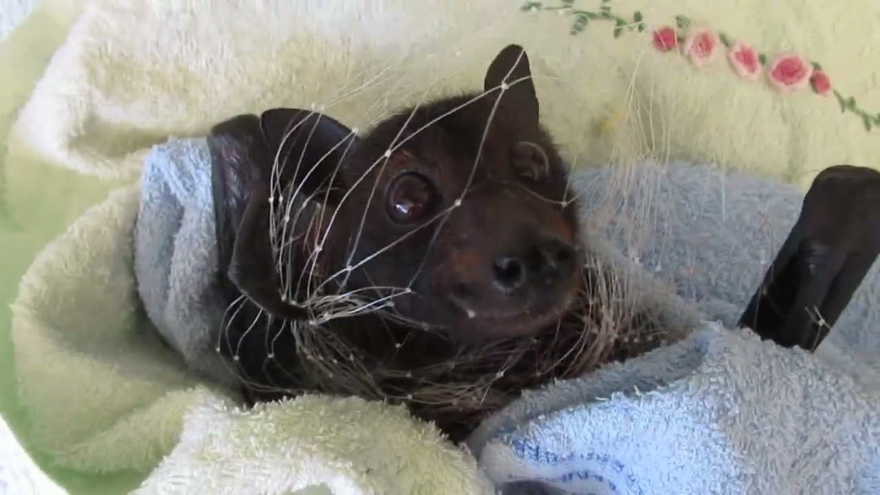 Miss Skye Survives Netting Entrapment Part 1