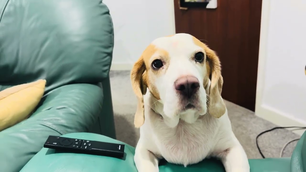 My Dog Zoe on a Serious Treat Mission 🐶🍪 