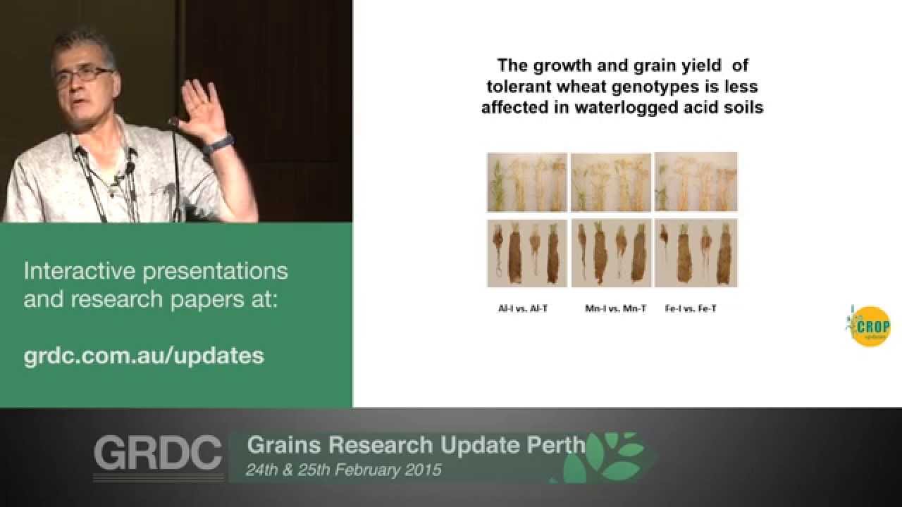 Agribusiness Crop Updates 2015 | Perth | Wheat: Increasing yield from acid soils - H. Khabaz-Saberi