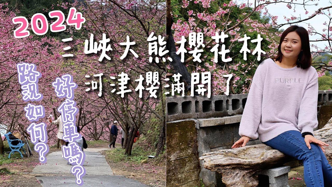 2024三峽大熊櫻花林4K |北部最大賞櫻景點|河津櫻（三色寒櫻）滿開中|園區內還有櫻花瀑布哦！粉紅櫻花隧道超浪漫！｜甘樂食堂