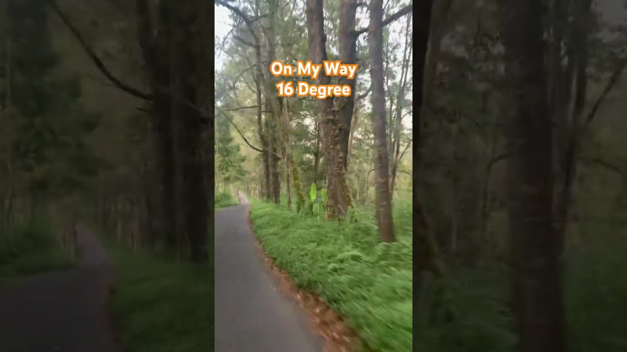 Riding a motorbike in the middle of a pine forest with air at 16 degrees