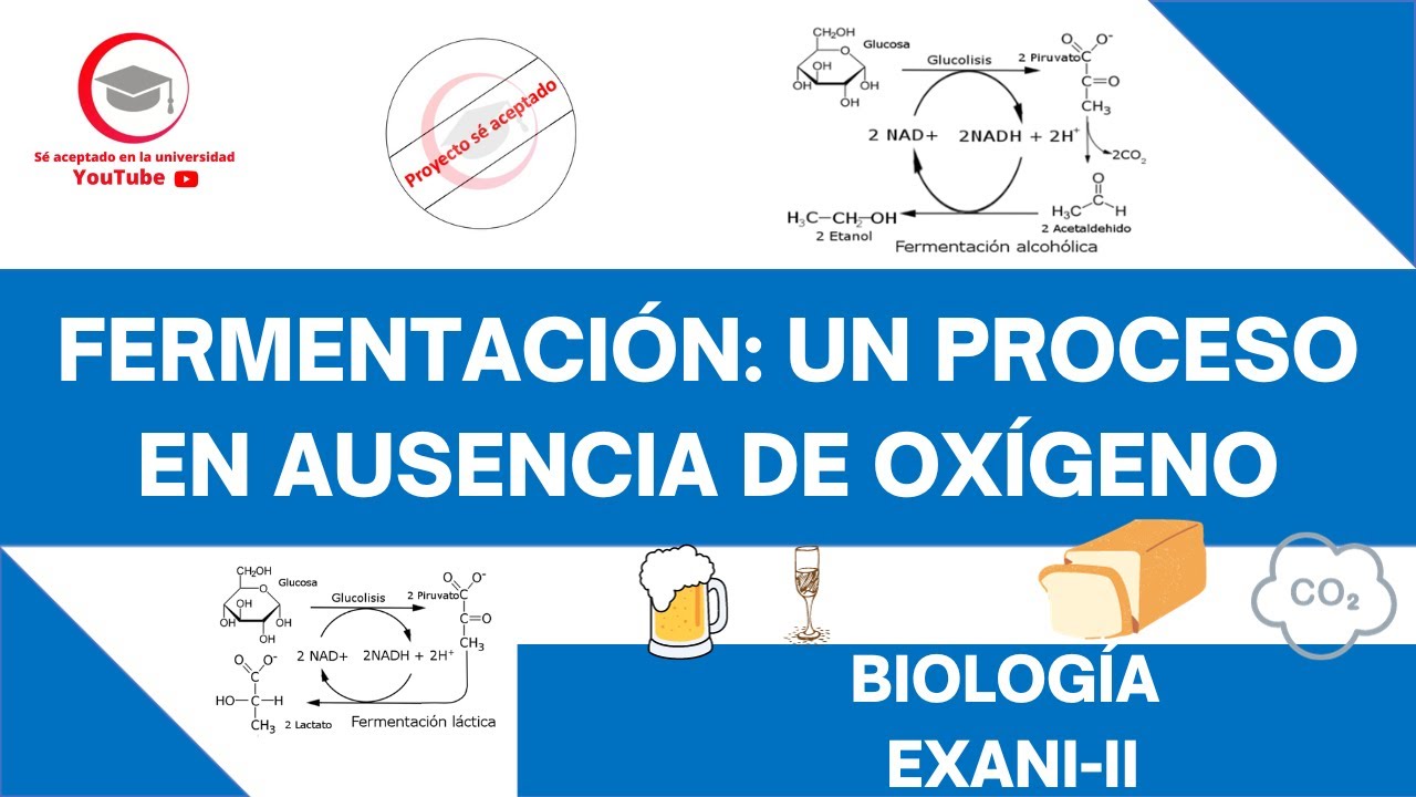 FERMENTACIÓN: UN PROCESO EN AUSENCIA DE OXÍGENO | BIOLOGÍA | EXANI-II 2024