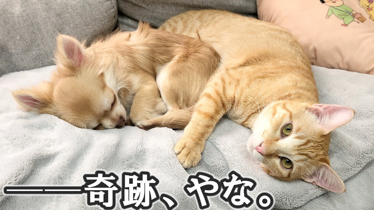 元保護猫に育てられた生後5ヵ月の子犬【２ヵ月の成長記録】