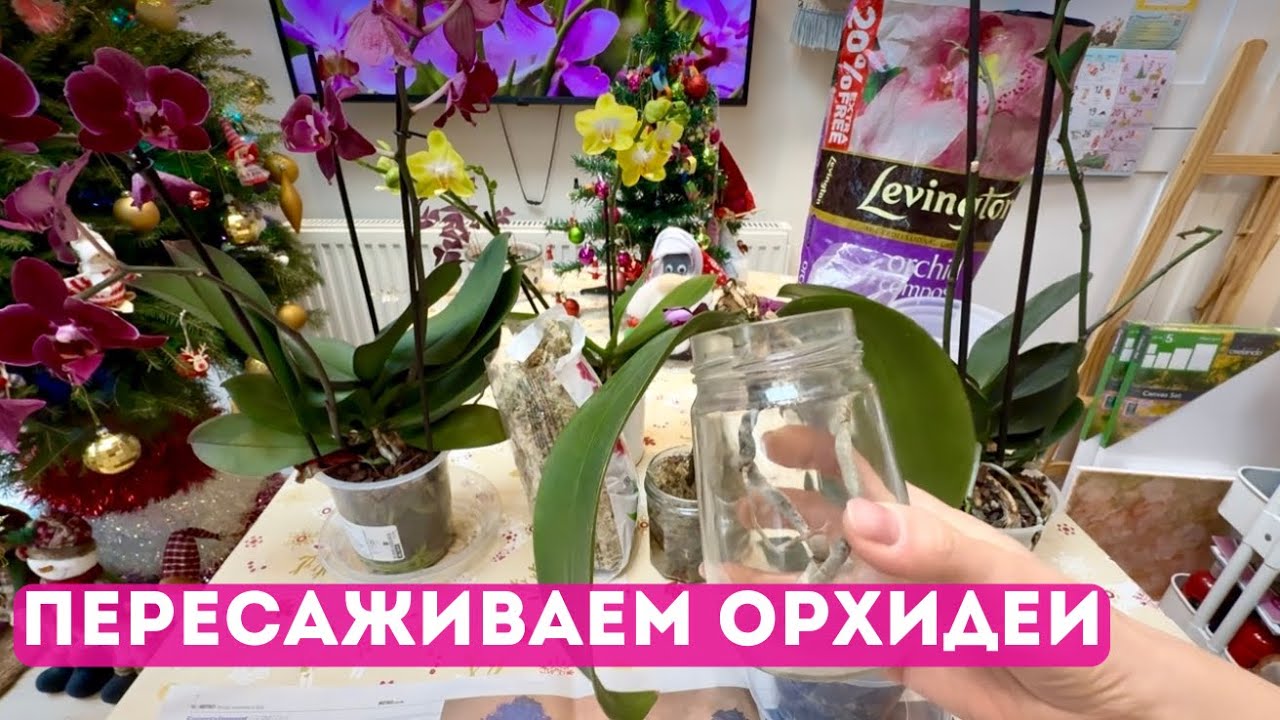 ОРХИДЕИ В БАНОЧКАХ: ПЕРЕСАЖИВАЕМ В КОРУ