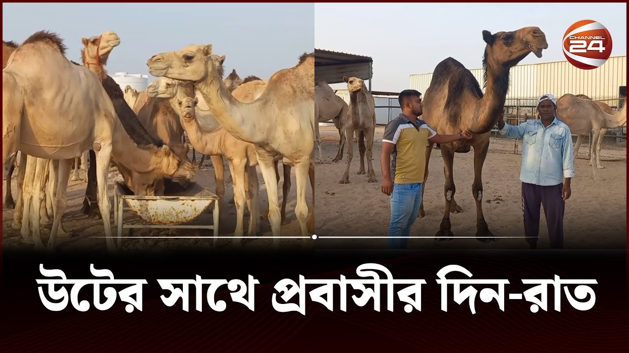 কাতারে উটের সাথে প্রবাসীর দিন-রাত | Qatar Camel | Probashi Bangladeshi | Channel 24