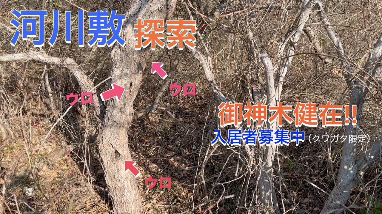 [河川敷クワガタ採集]静岡県河川敷後編　今から、シーズンが楽しみです!!