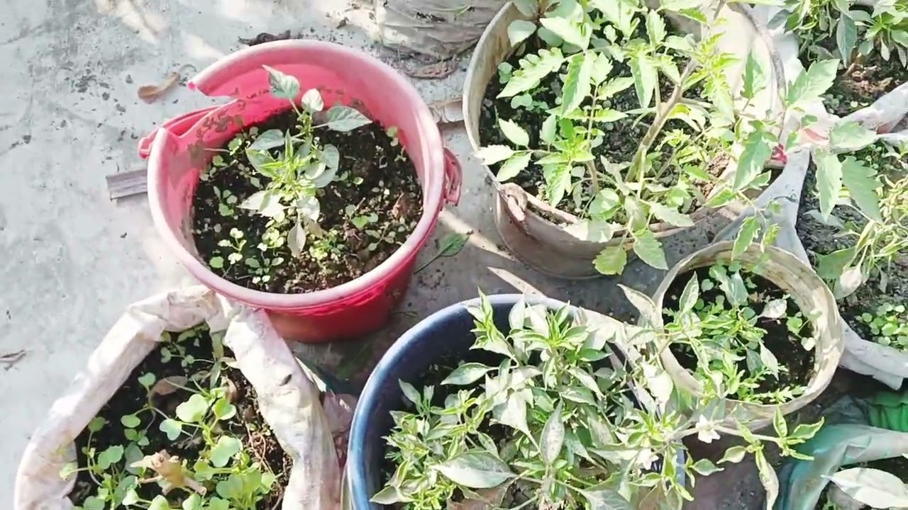 অনলাইনে বোম্বাই মরিচের বীজ কিনে ঠকে গিয়েছি,মরিচ গাছ দিয়ে প্যারায় আছি ||#roofgarden #এসোবাগানকরি 