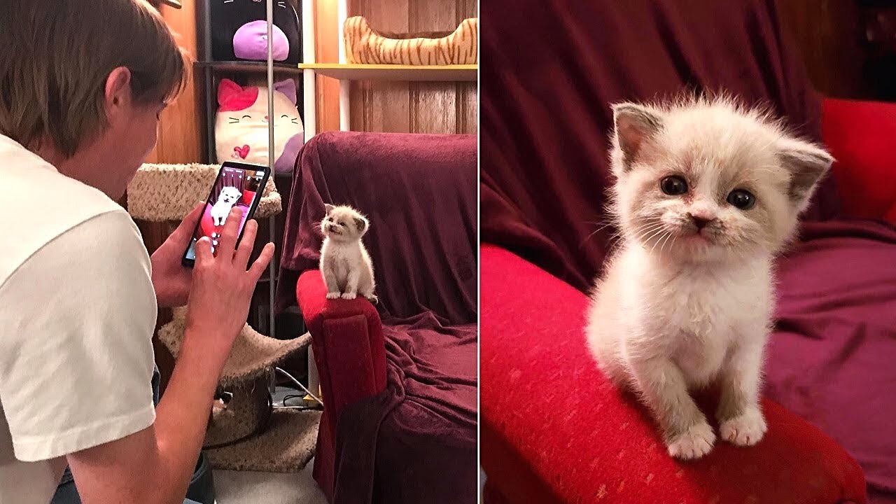 Unglaublich wie s&uuml;&szlig; diese Katze in die Kamera l&auml;chelt...