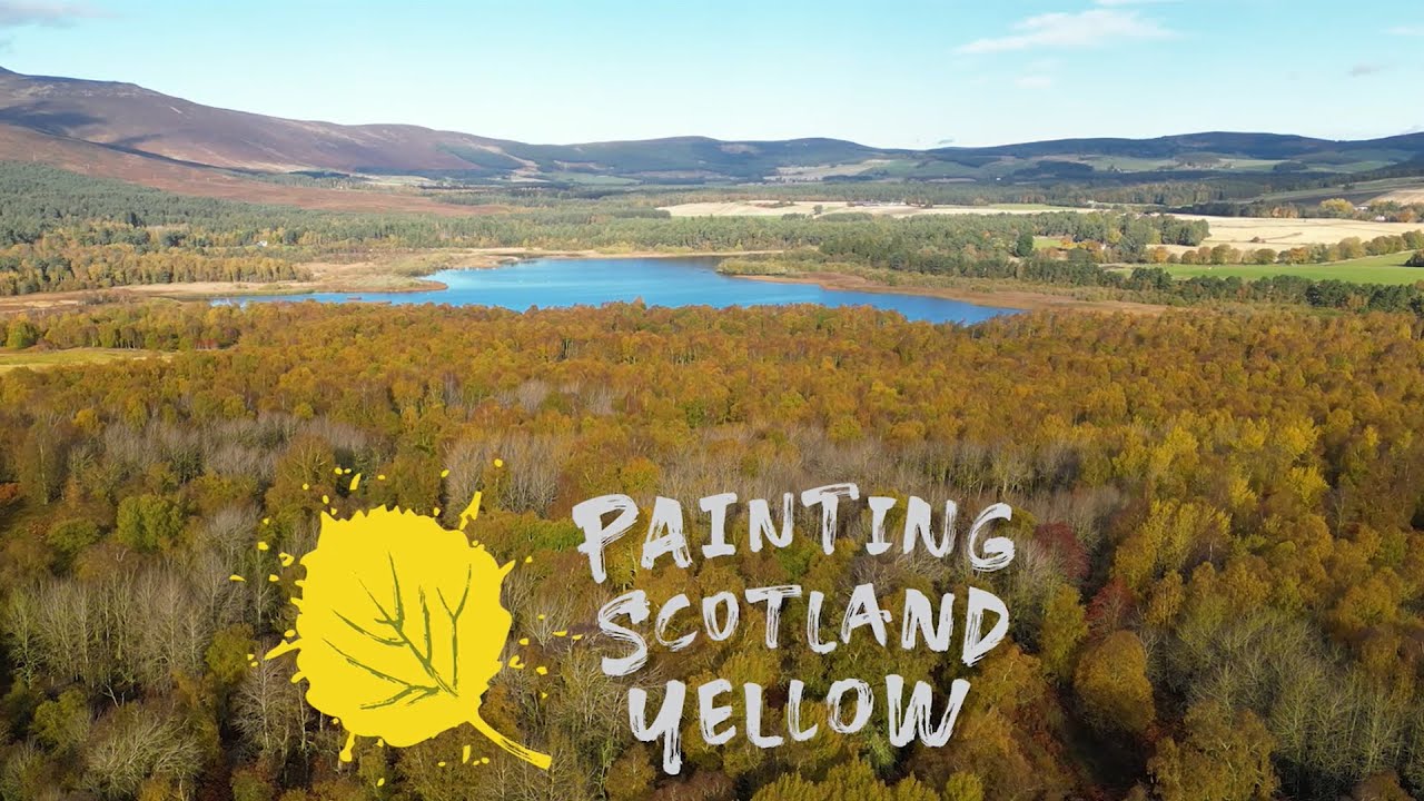 Painting Scotland Yellow