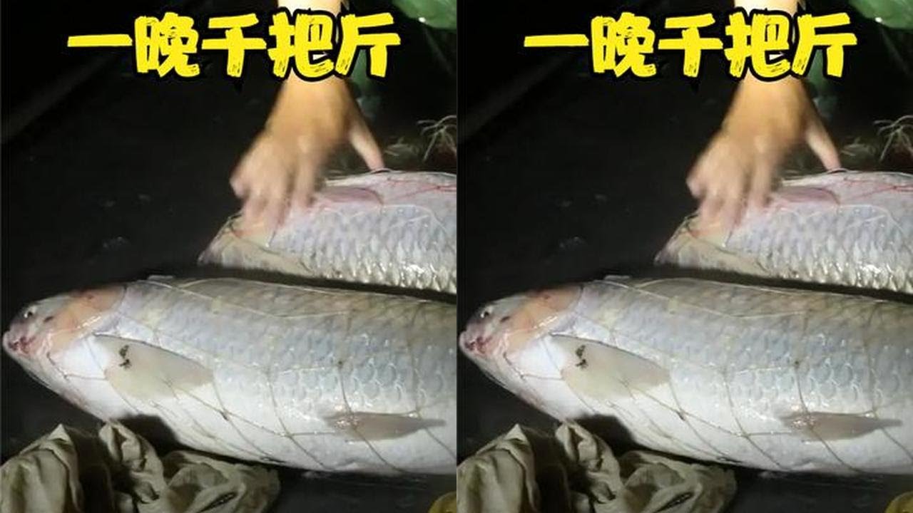 野河比鱼塘鱼还多，大哥#撒网一晚干千把斤，裤子都撕成两半了 #户外捕鱼 #鱼获满满 #渔民生活实拍