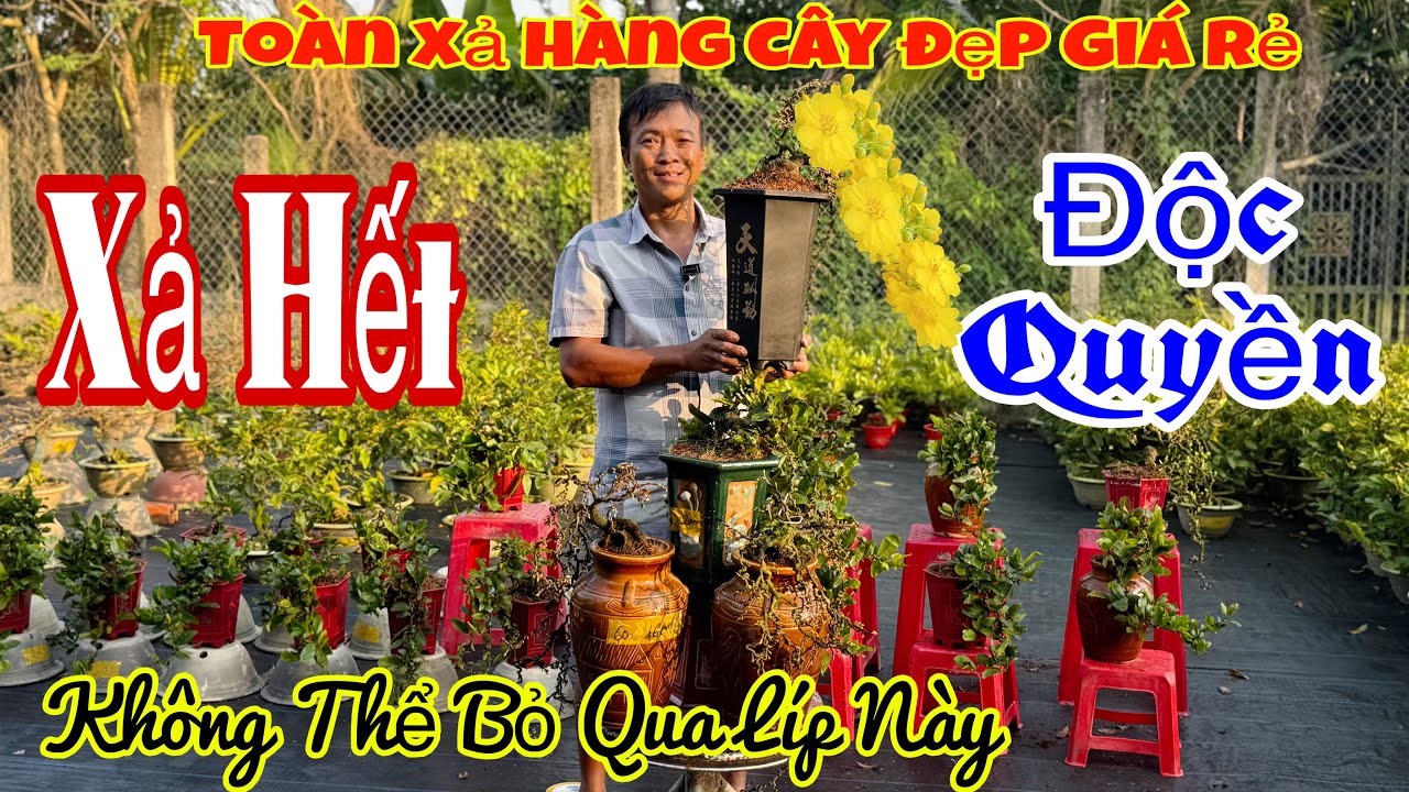 27/1 vườn giao lưu mai chơi Tết giá rẻ 💥🌲nhiều mã số mai bonsai đẹp 🌲🌲🌲☎️ 0911531741 Khánh châu 