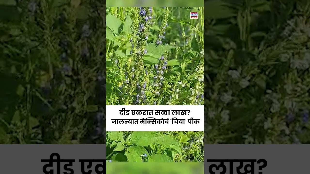 Jalana Chia Seeds Farming Report : जालन्यात मेक्सिकोचं &lsquo;चिया&rsquo; पीक...दीड एकरात लाखोंचं उत्पन्न?