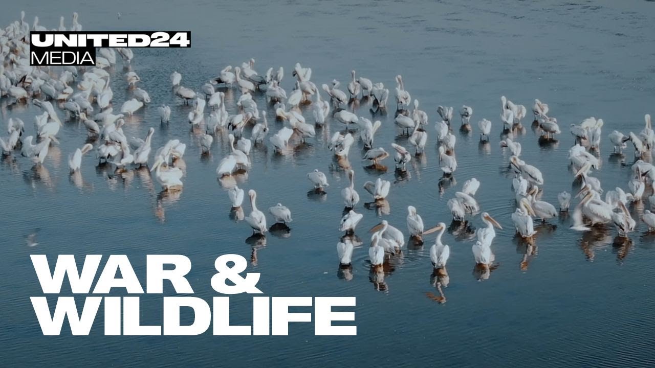 The environmental impact of war in Ukraine: Thousands of dead dolphins. STOP Russia, STOP ecocide!