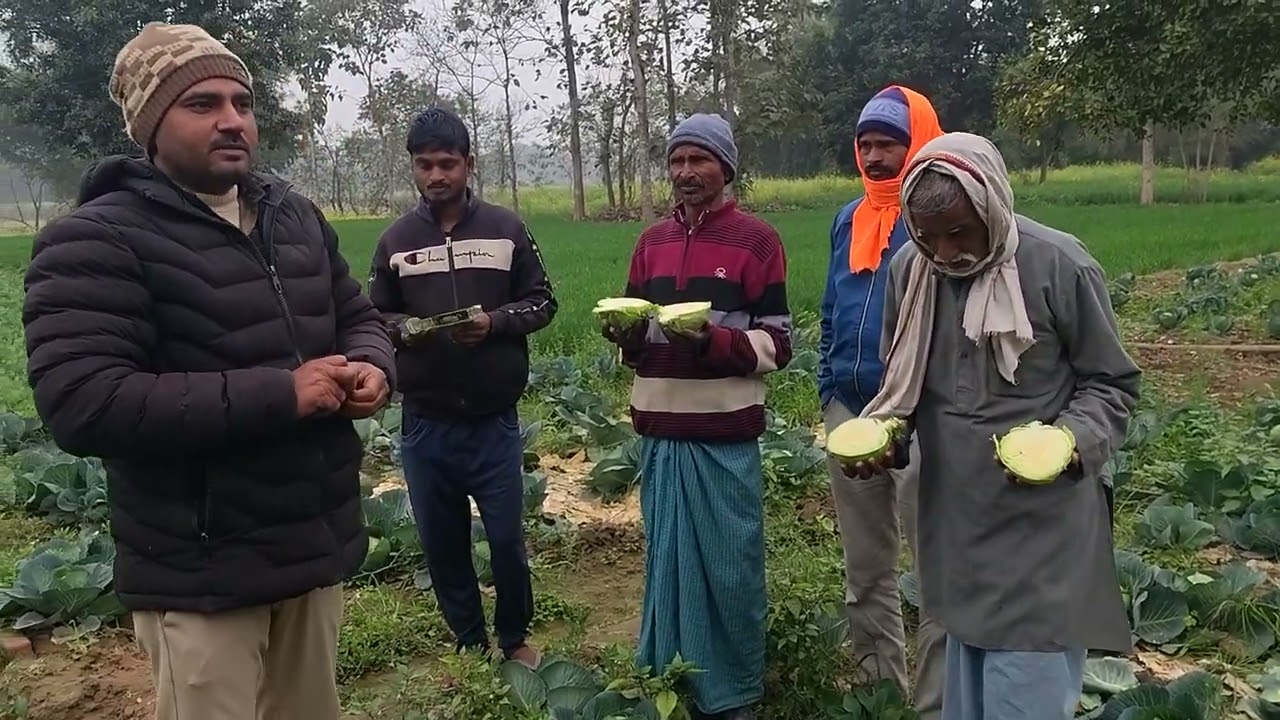 #सिंजेंटा का पत्तागोभी BC 51 रॉयल बॉल लगाएं और अत्यधिक ठोस एवं सुनहरा हरे रंग से परिपूर्ण हेड पाएं 🥬