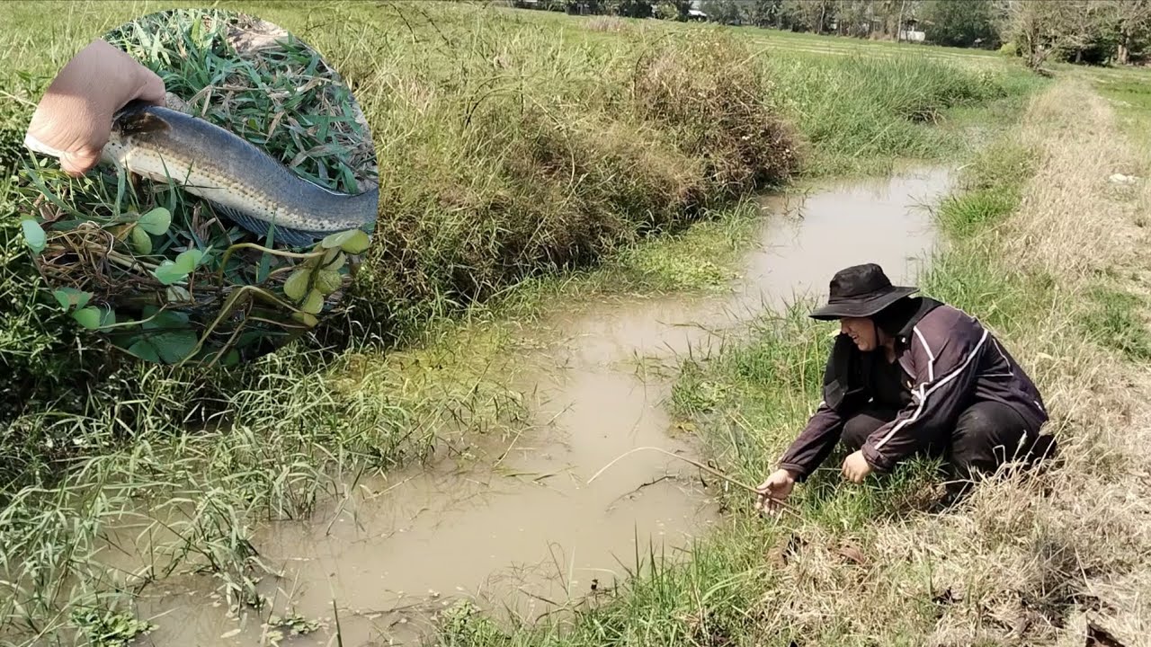 สายเบ็ดพันธุ์หญ้าแหลกเลย จะอยู่ไหมหนอ