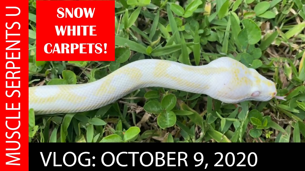 SNOW/MOONGLOW CARPET PYTHON UPDATE! Oct 9, 2020