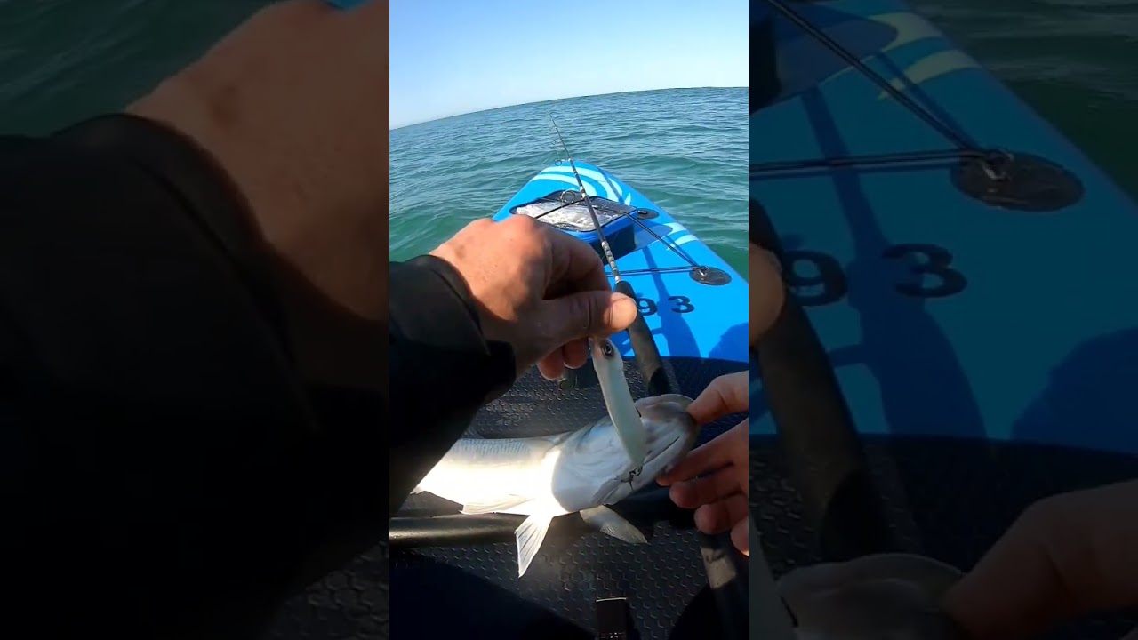 P&ecirc;che du Bar en Paddle Board dans les vagues landaises