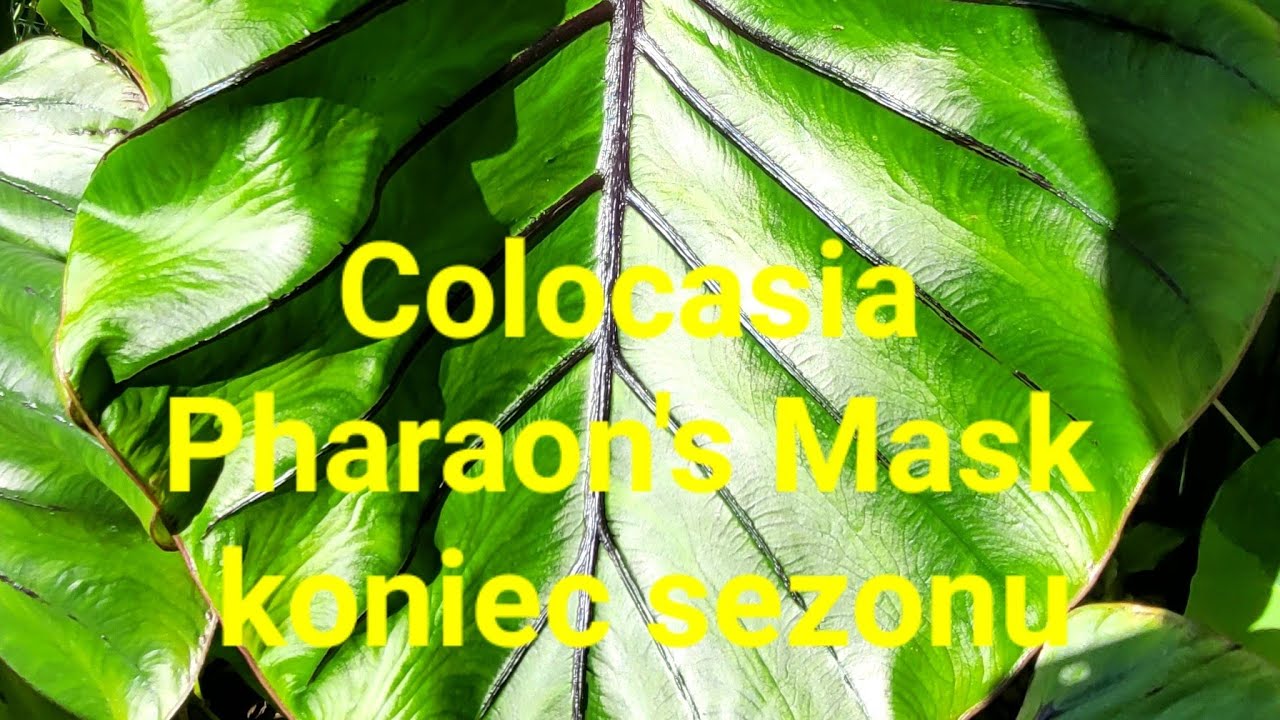 595#. Colocasia Pharaon's Mask.- koniec sezonu.
