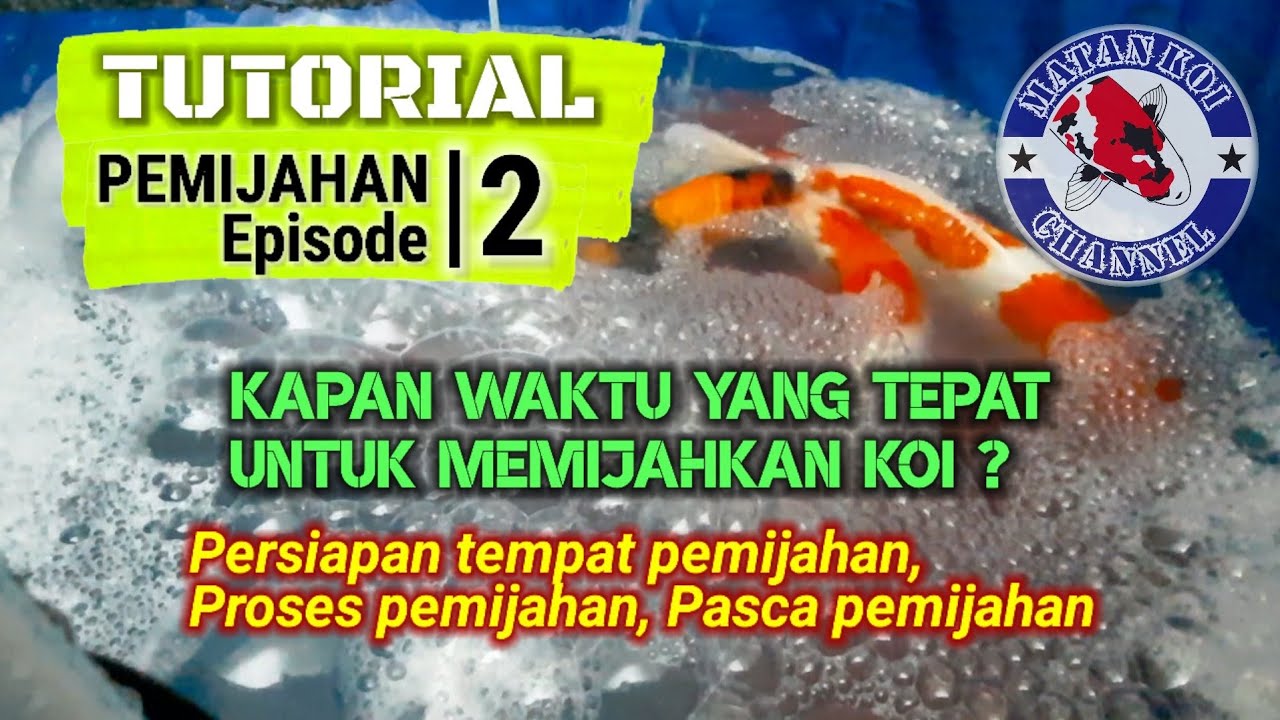 Tutorial : PEMIJAHAN Episode #2 (Kapan Waktu Yang Tepat Untuk Memijahkan Koi)