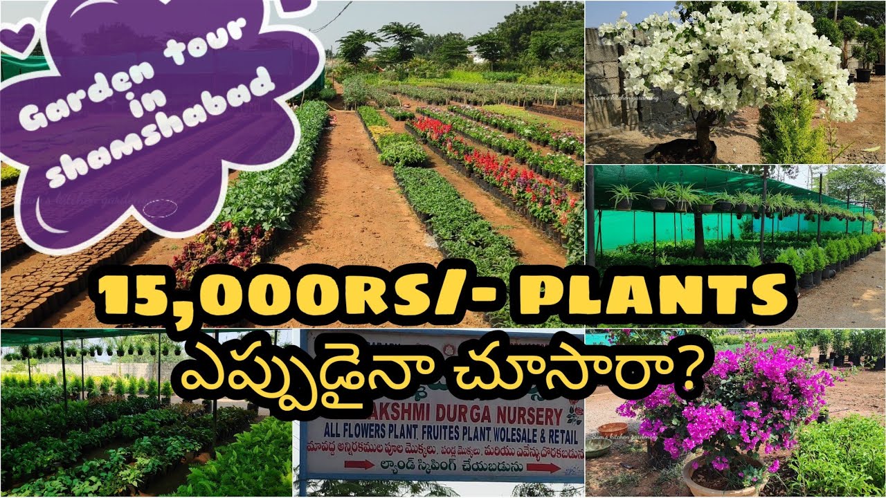 Shamshabad Nursery Tour | wholesale nursery in Hyderabad | fruit Plant nursery