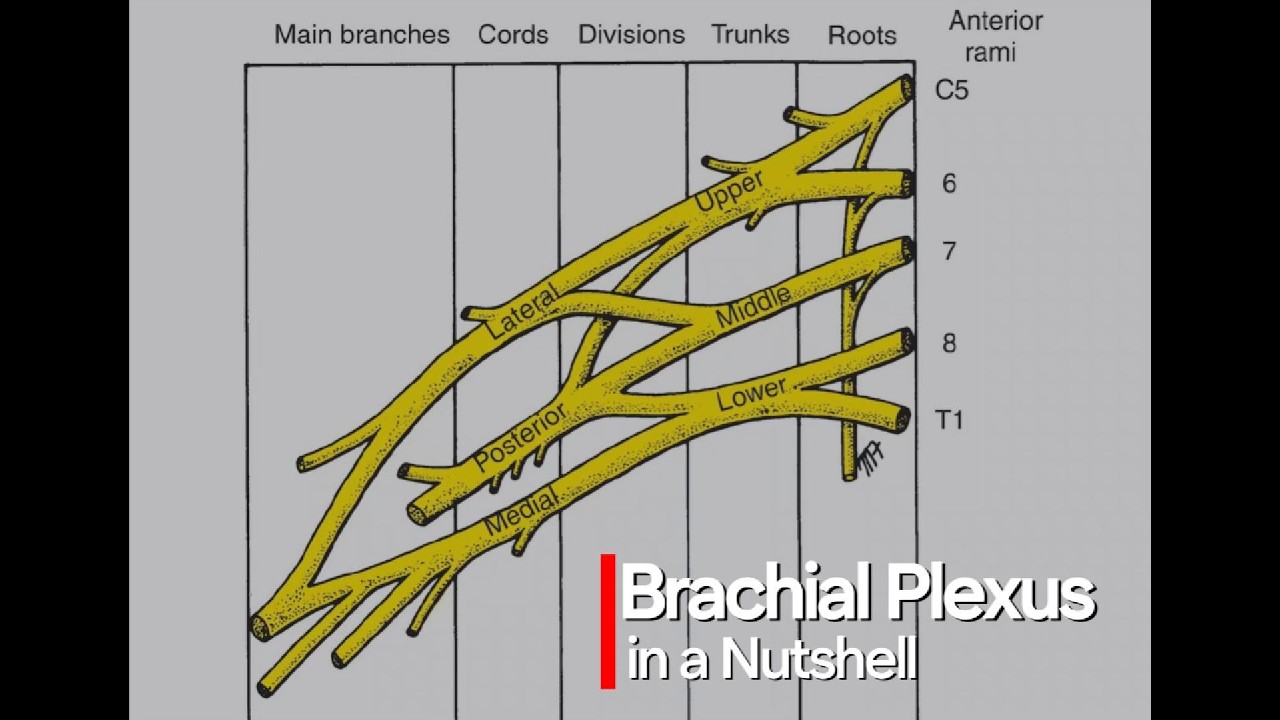 Brachial Plexus