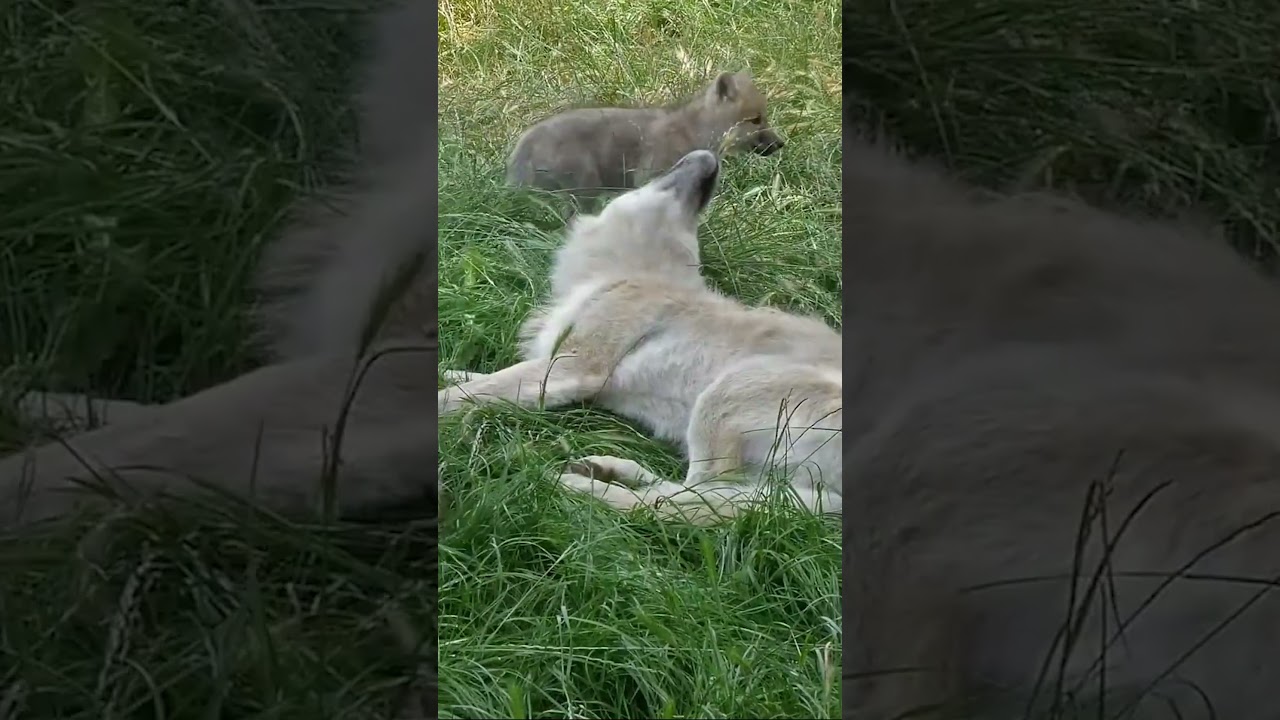 Wolves Unleashed: In the Footsteps of the Wild Pack  #animals #wildlife #wolves