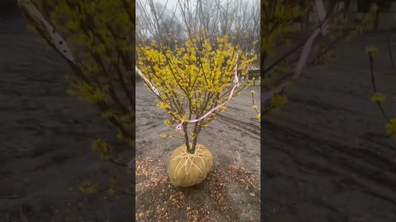 #TreeTipTuesday - Hamamelis x intermedia 'Arnold Promise'