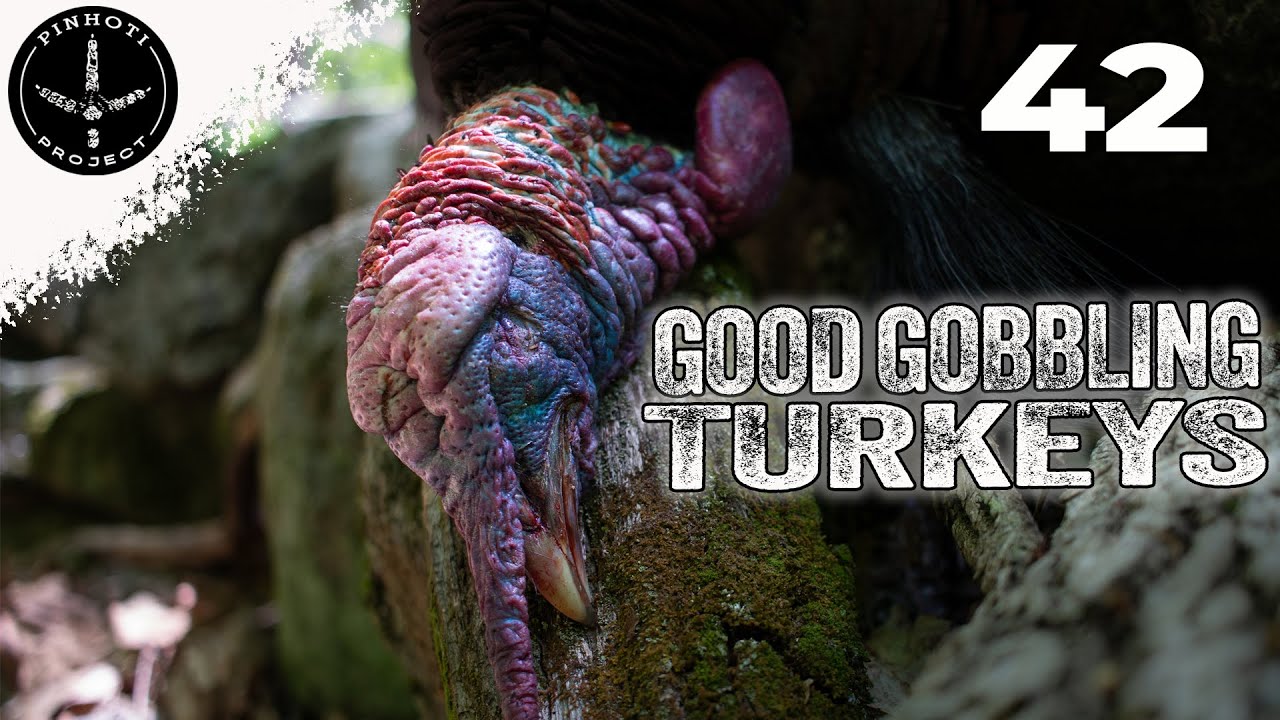 CRAZY GOBBLING TURKEYS | OPEN ACCESS HUNTING | HANGING with GOBBLERS that JUST ACT FUNNY- Pinhoti
