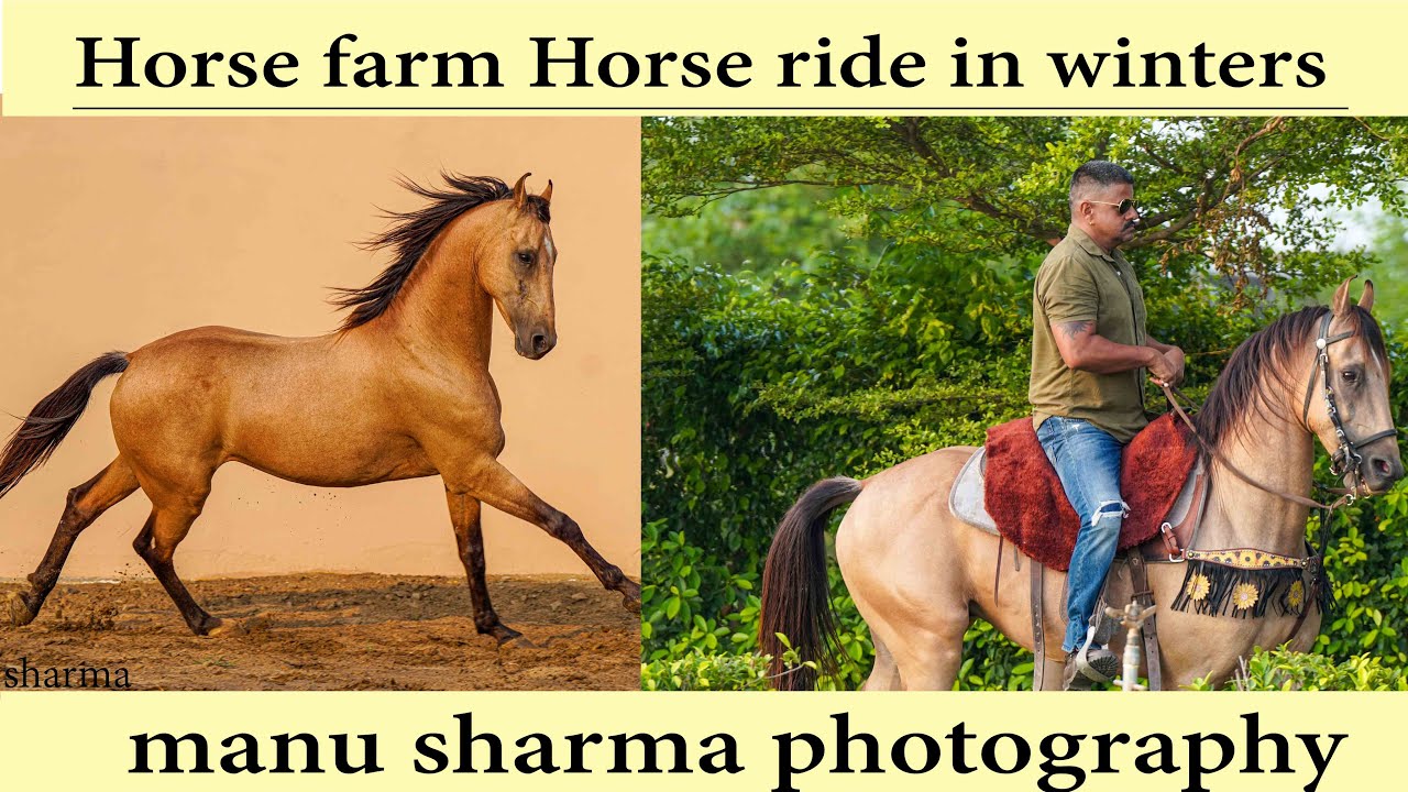 horse farm horse ride horse care in winters