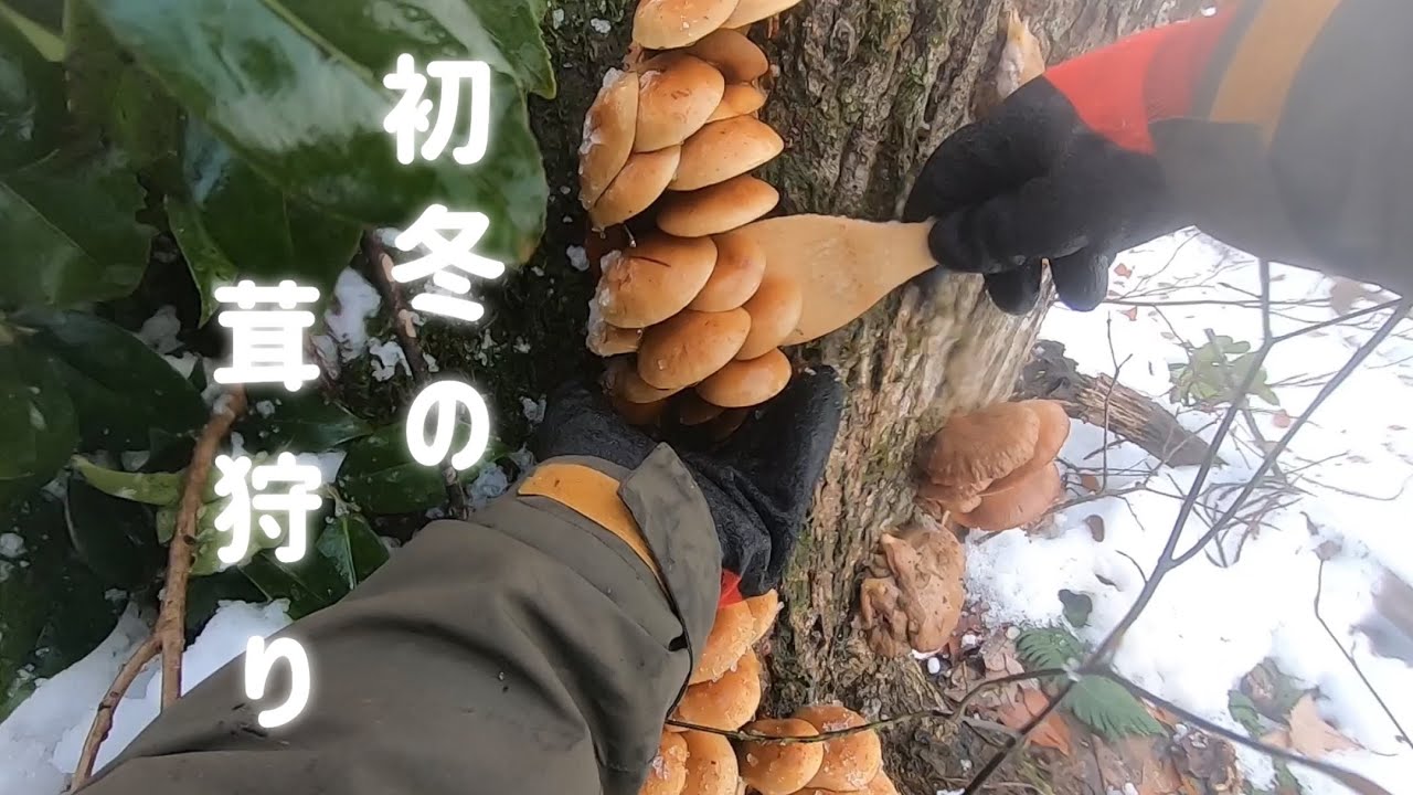 里山の雪中茸狩り　天然ナメコ　ナメコタワー　トレール棒の成果