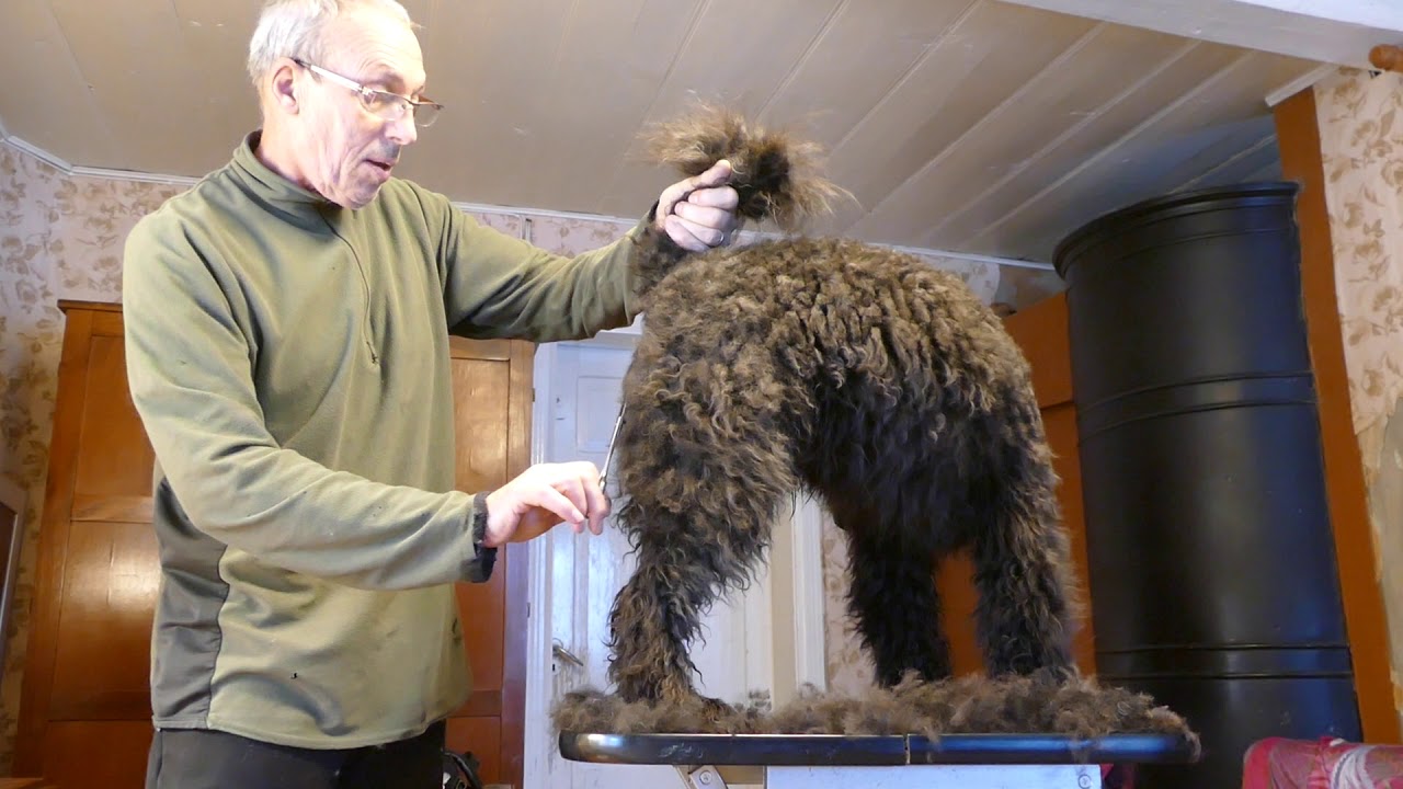 Felallo-Fulu Maasik : Grooming a pumi part 2 - Body