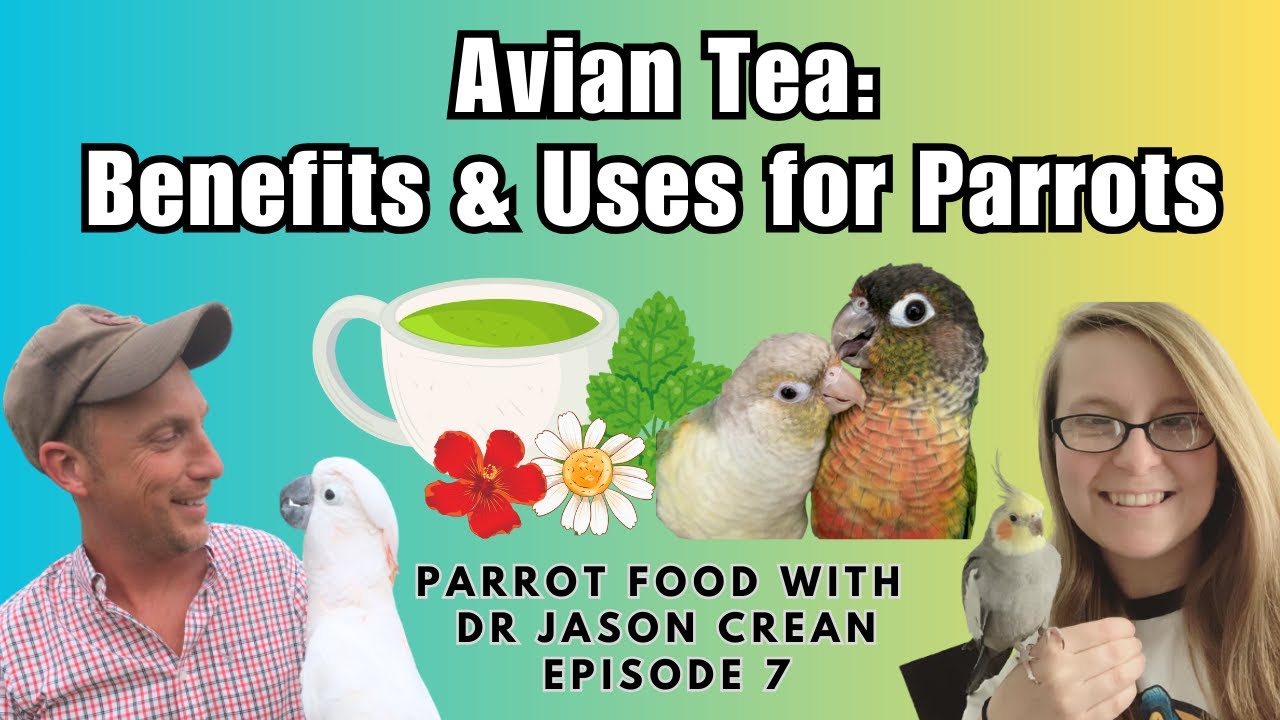 Avian Tea - Benefits & Uses for Parrots | Parrot Food With Dr Jason Crean Episode 7 | BirdNerdSophie