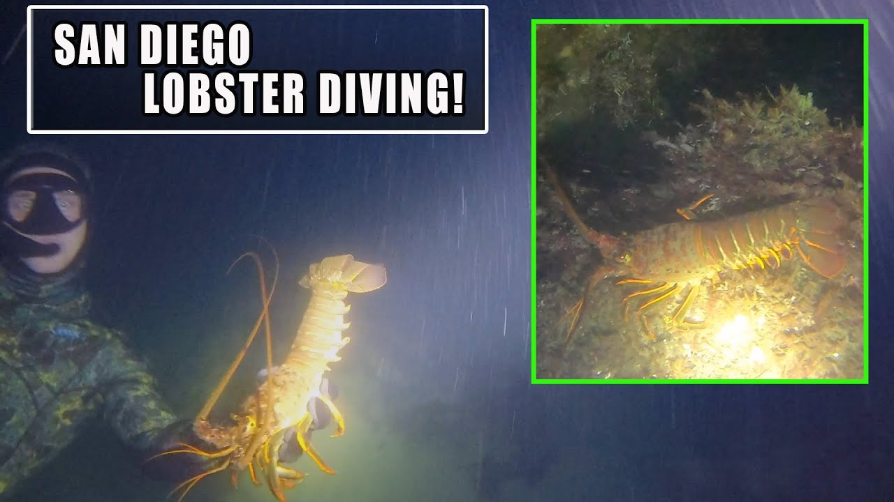 San Diego Lobster Diving!