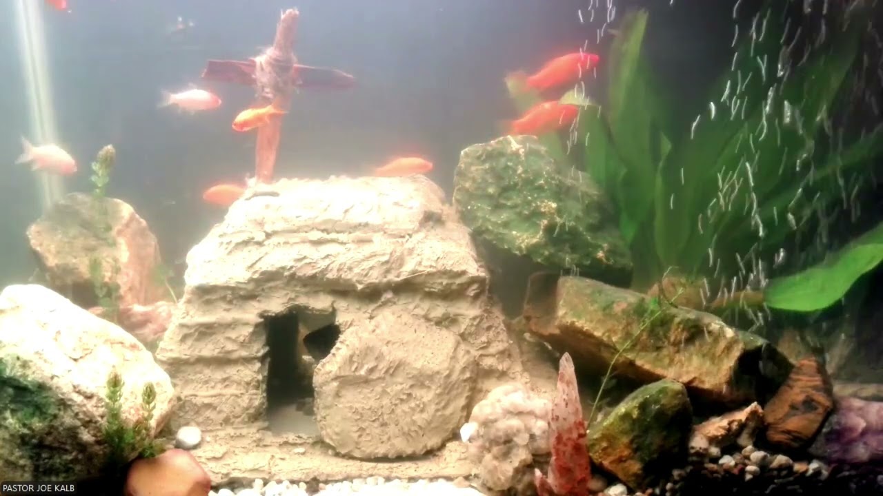 CHRISTIAN RAP MUSIC BIBLE  BLUEGILLS IN AN AQUARIUM EMPTY TOMB OF JESUS