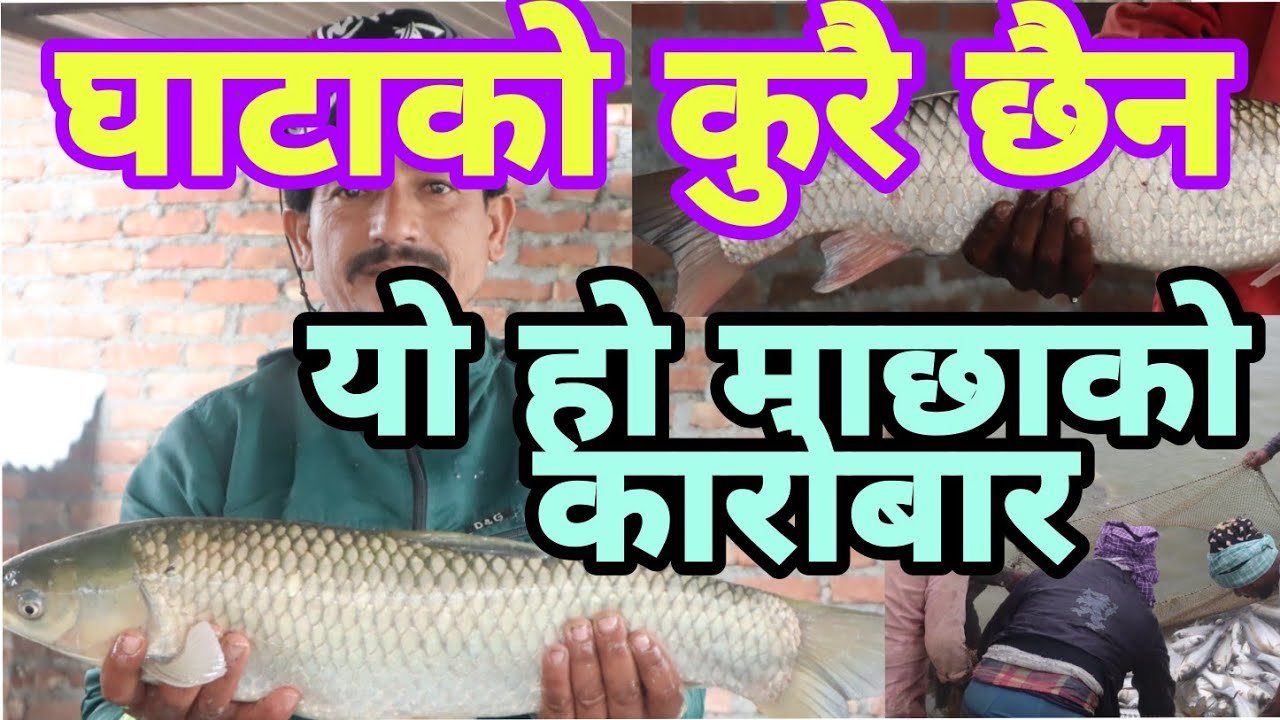 दैनिक ३०० किलो माछा को कारोवार ||माछा पालन एउटा सजिलो कृषि पेशा||घाटा नहुने ब्यापार