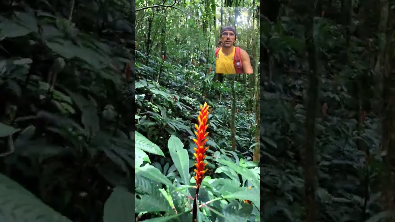 Caminho do Itupava Subindo 