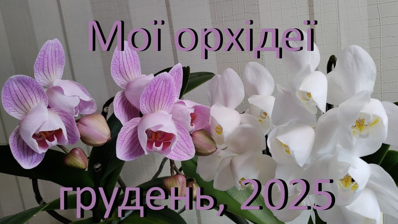 Цветение орхидей, декабрь 2025