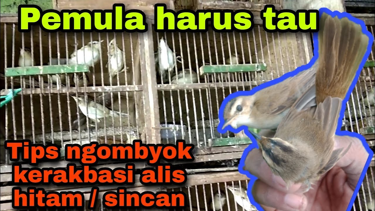 Cara membedakan kerakbasi alis hitam / sincan jantan dan betina