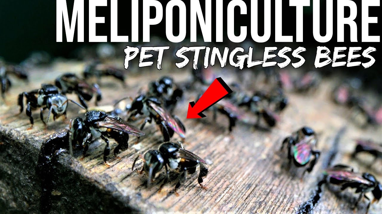 I'm Getting a Bee Hive of Stingless Bees (But They Kill Ants)